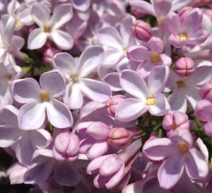 flieder_detail_klein_Ausschnitt