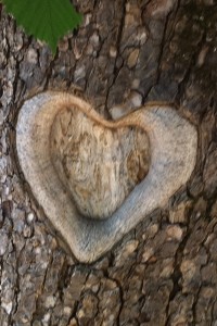 grafik_ahninnen_gross