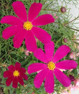 three_pink_flowers