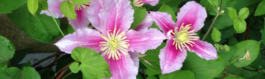 slider_dharma_rosa_blumen_mit_stängeln