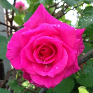 rosa_rose_mit_regentropfen_klein