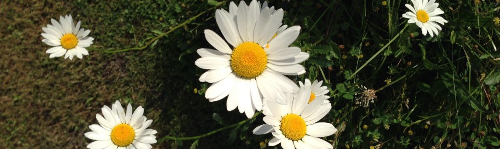 slider_dharma_margariten_wiese