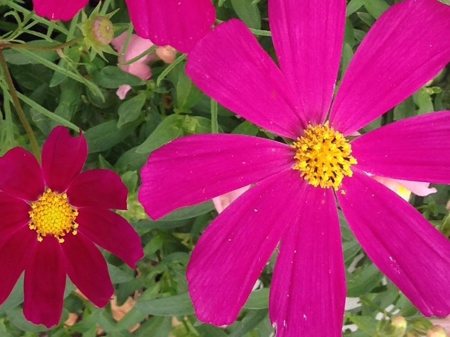 Pink Flowers Pink Flowers