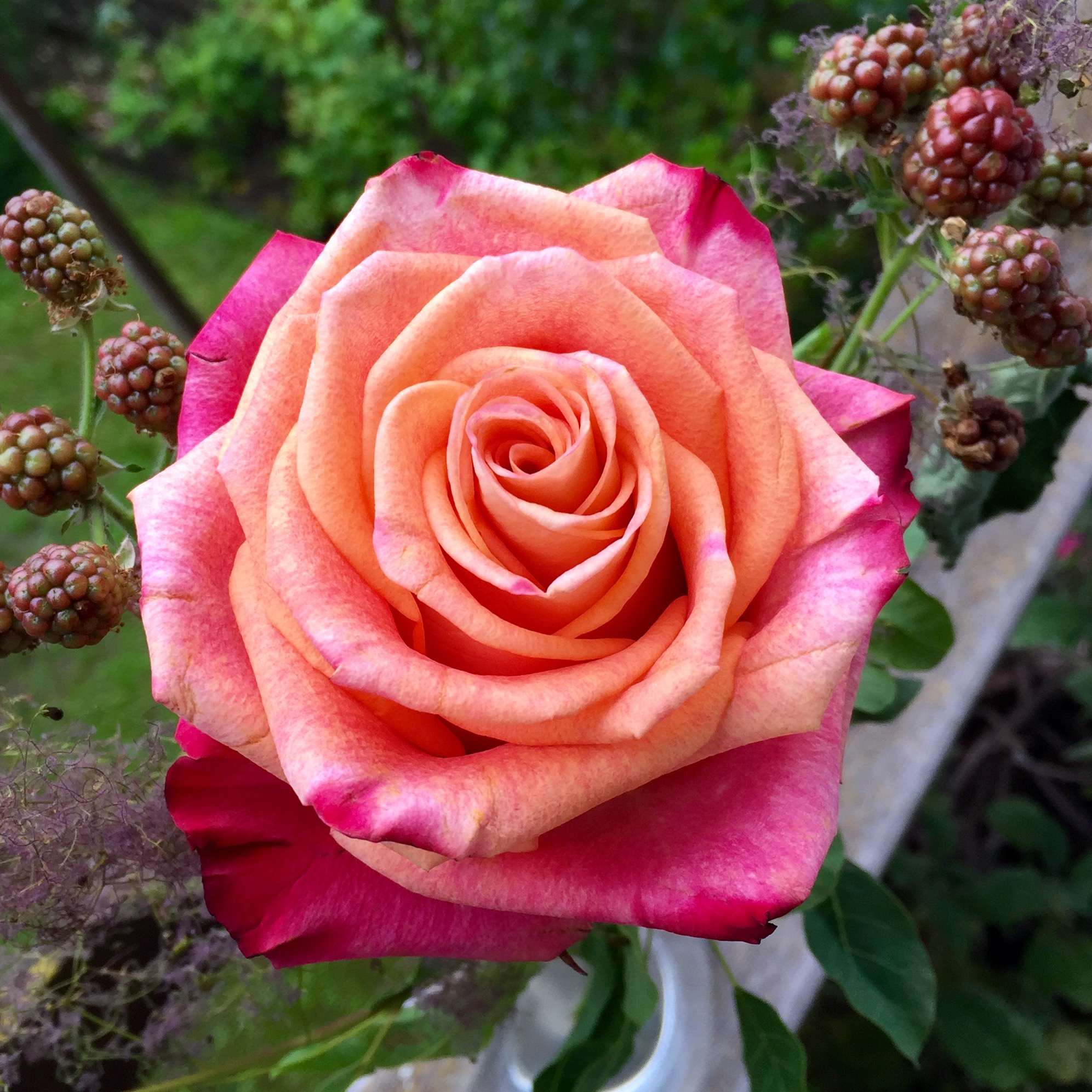 Rose_von_Erika Rose_von_Erika