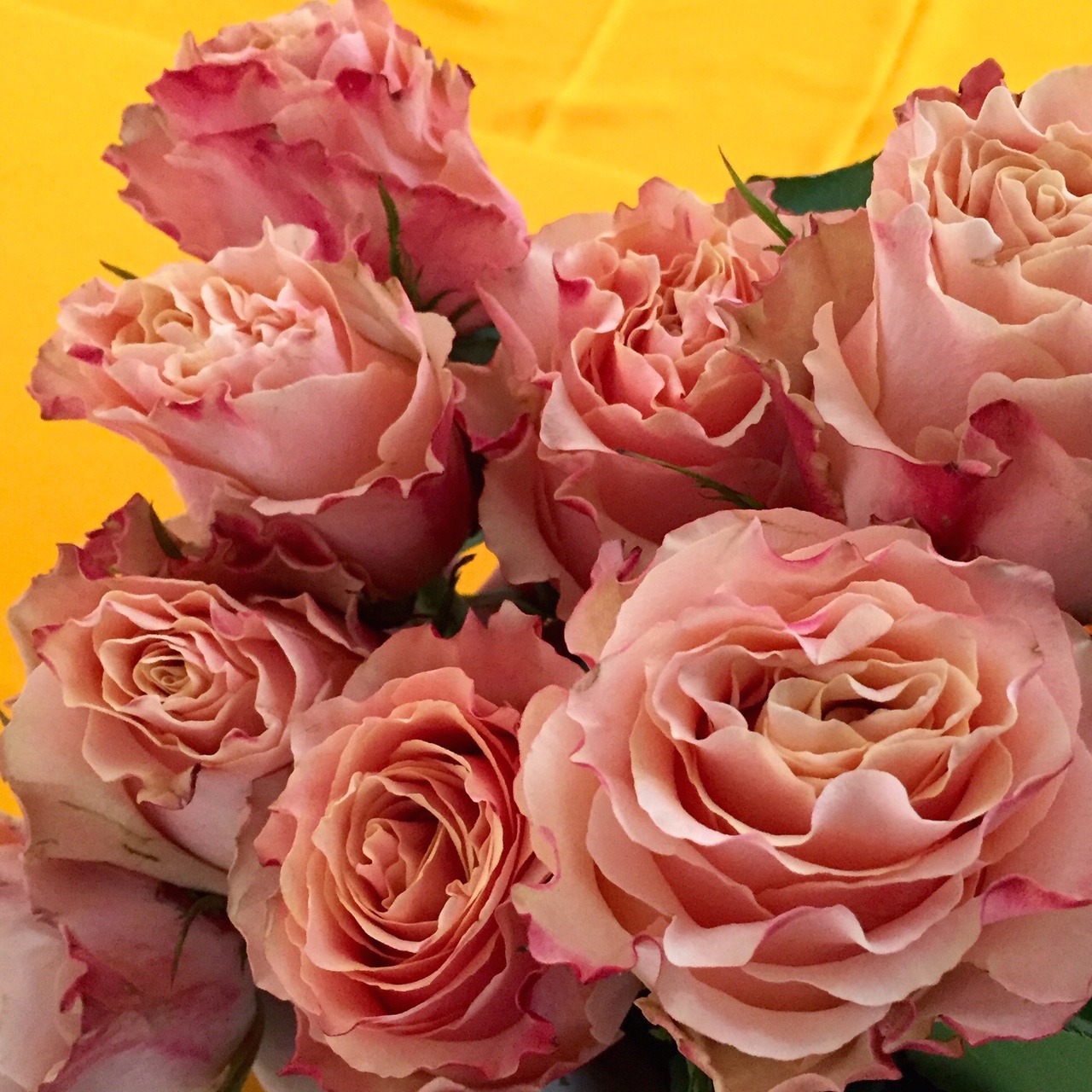 SimA_spirituellerWeg_Rosen_Ausschnitt_1 SimA_spirituellerWeg_Rosen_Ausschnitt_1