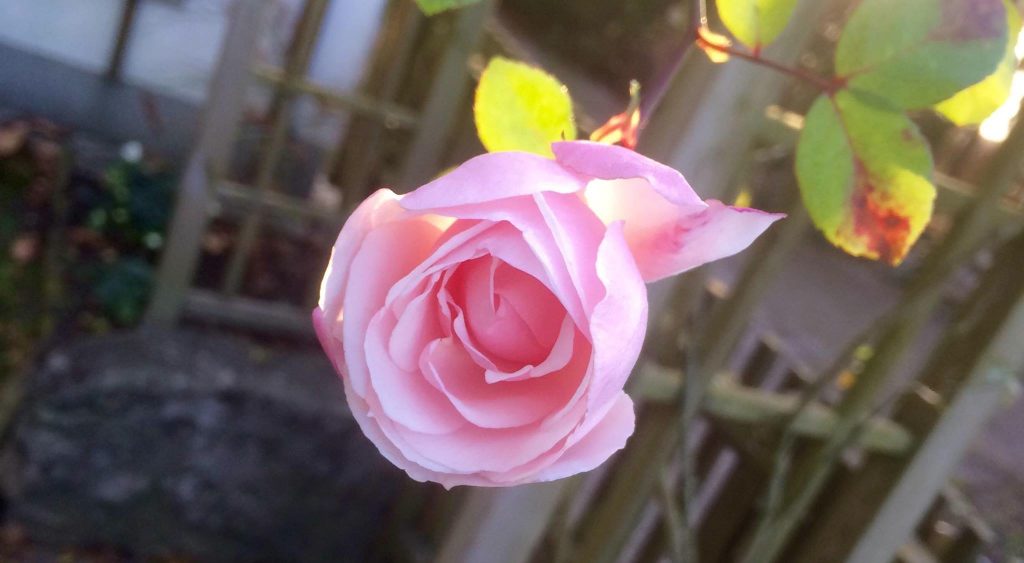 winter_rose