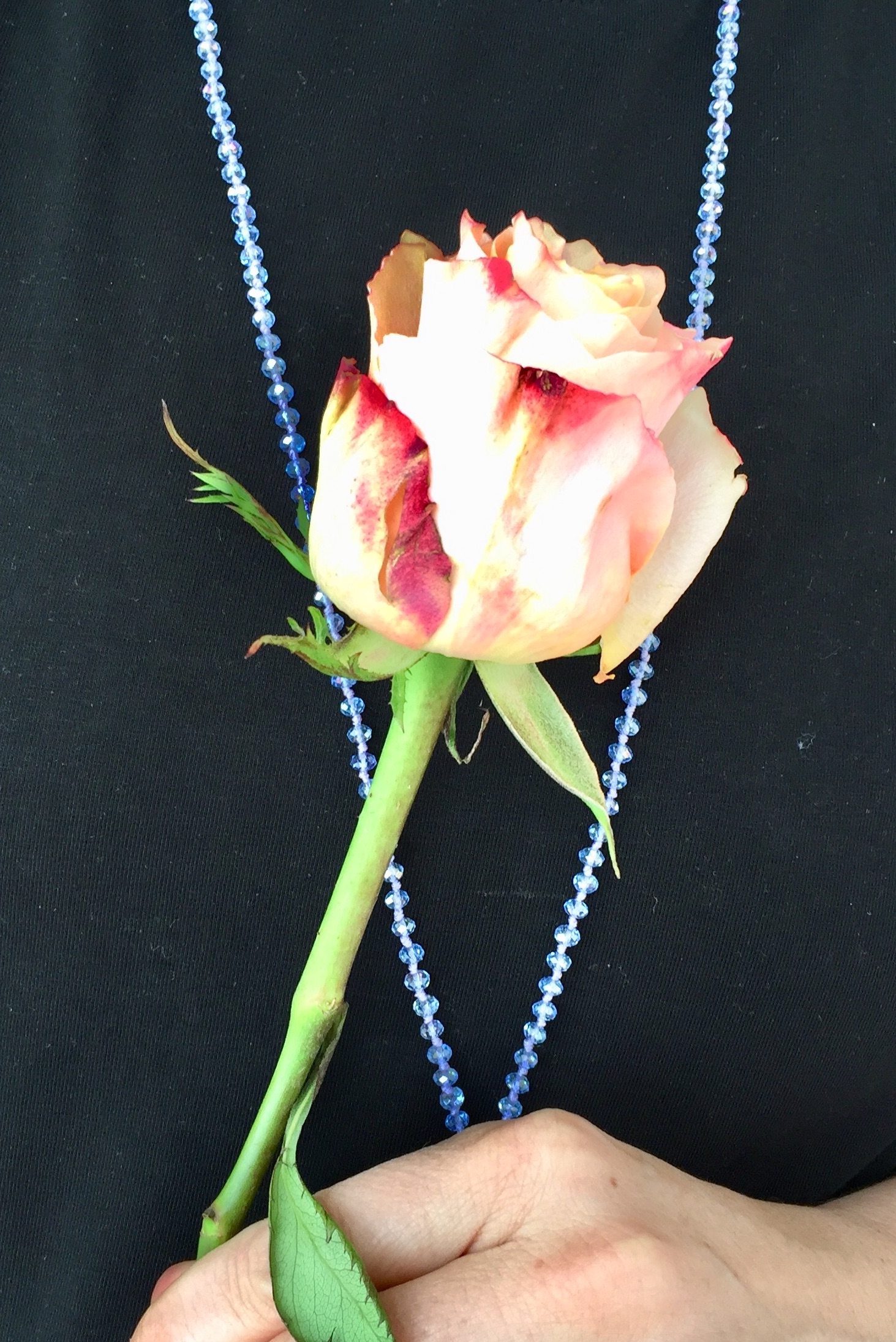 Rose_am_Nous_Maria_Magdalena_2_zu_3 Rose_am_Nous_Maria_Magdalena_2_zu_3