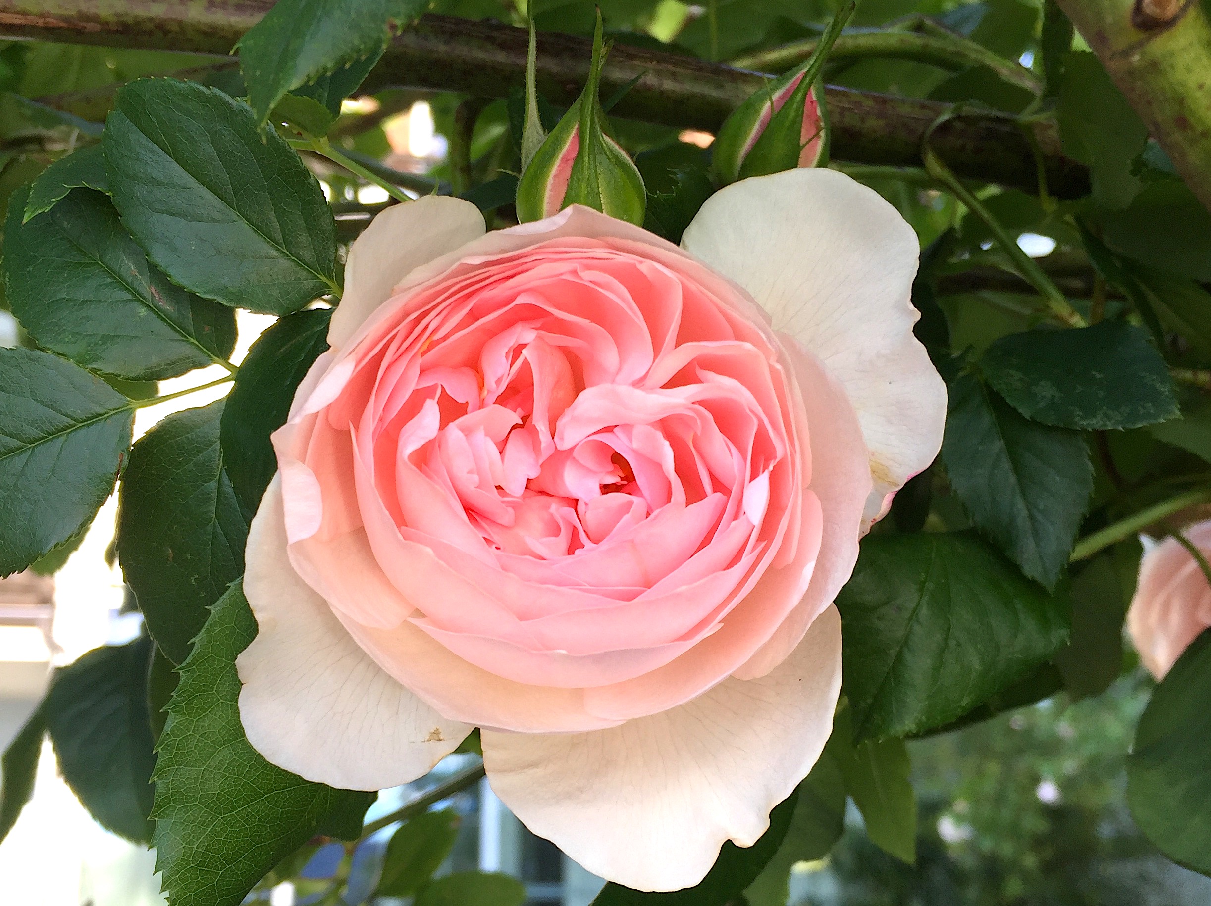 Rose_Mystikerin_4x3_quer Rose_Mystikerin_4x3_quer